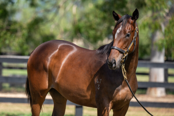 Lot 734: Trapeze Artist / Top Critic