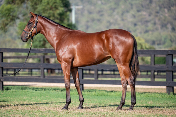 Lot 736: Pride of Dubai / Torn Apart