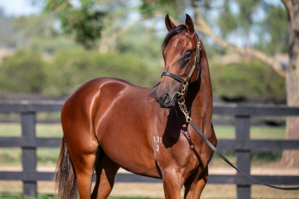Lot 736: Pride of Dubai / Torn Apart