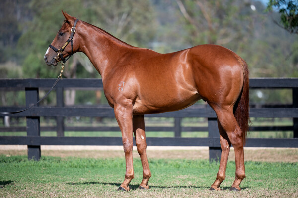 Lot 785: Hanseatic / Without a Shadow