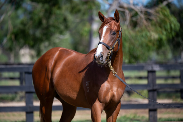 Lot 785: Hanseatic / Without a Shadow