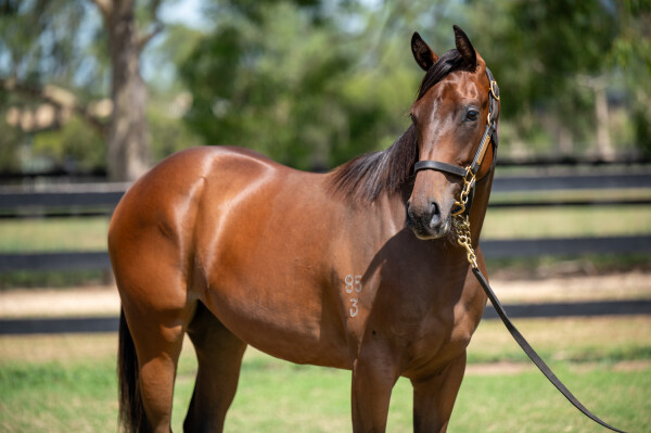 Lot 804: Acrobat / Zuzao