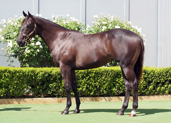 Lot 54: Harry Angel (IRE) / Beautox