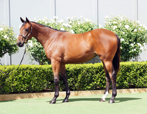 Lot 380: North Pacific / Linden