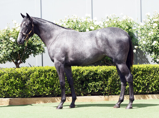 Lot 385: D'Argento / Livvy Lass (NZ)
