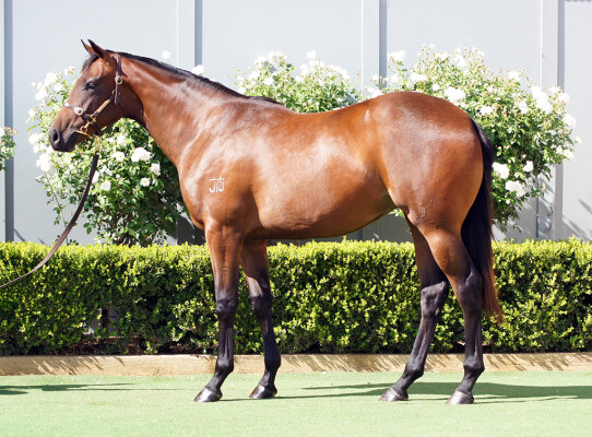 Lot 426: Hellbent / Miss Got