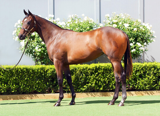 Lot 612: Acrobat / Schifty Thinker