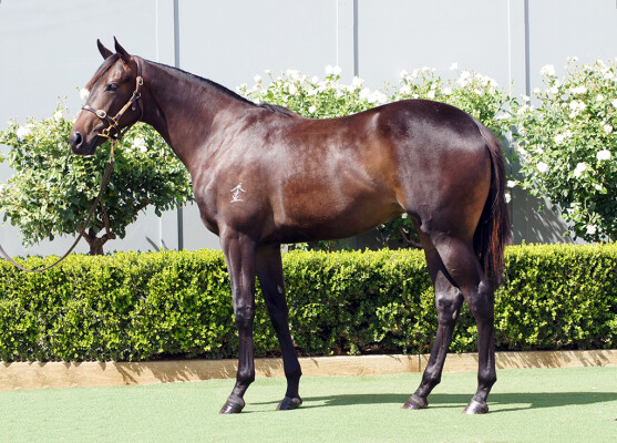 Lot 749: So You Think (NZ) / Vaishali