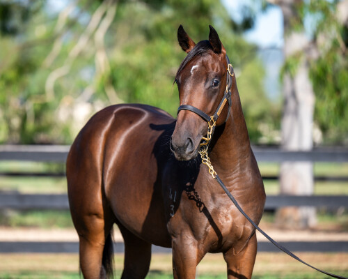Lot 538: Gold Standard / Pretty Fancy
