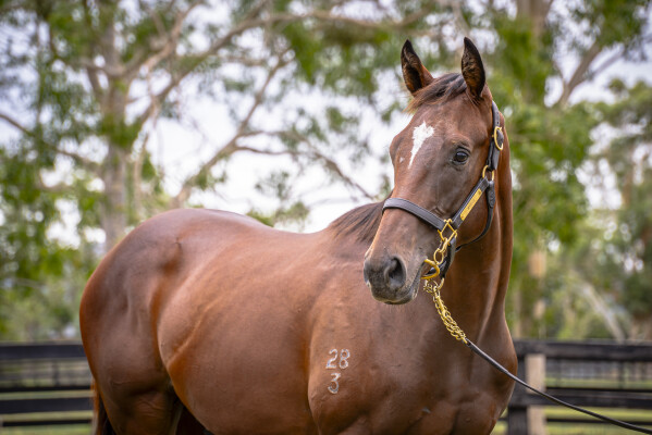 Lot 125: Trapeze Artist / Constanzia