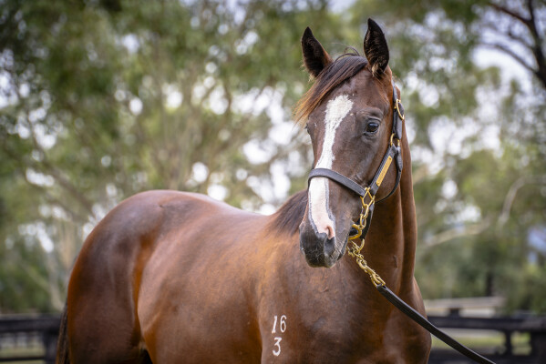 Lot 605: Trapeze Artist / Same Old Scene