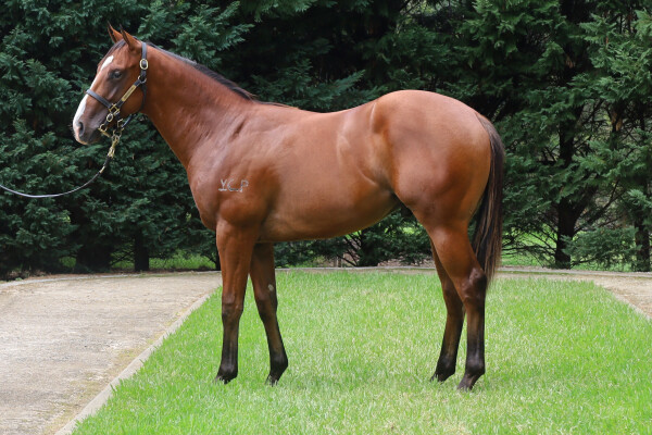 Lot 126: Anders / Contessa