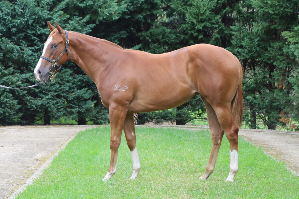 Lot 236: Star Turn / Foxy Queen