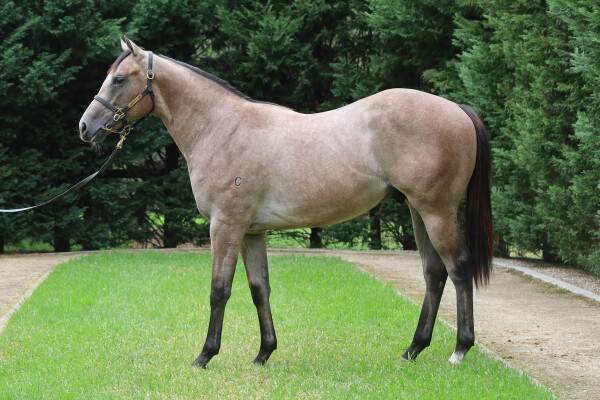 Lot 473: Acrobat / Navua Mist