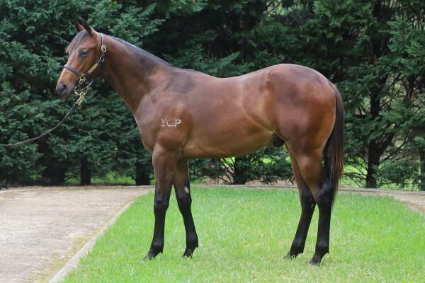 Lot 352: Harry Angel (IRE) / Kindling Spirit