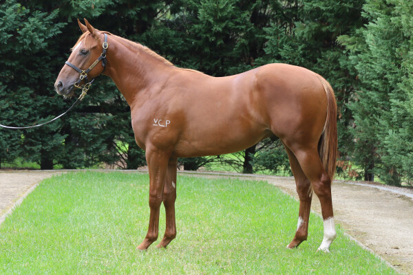 Lot 733: Tiger of Malay / Toomai