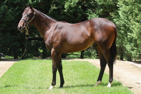 Lot 764: Jonker / Vistabelle (NZ)