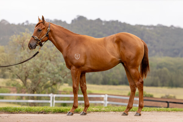 Lot 112: Graff / Childhood (USA)