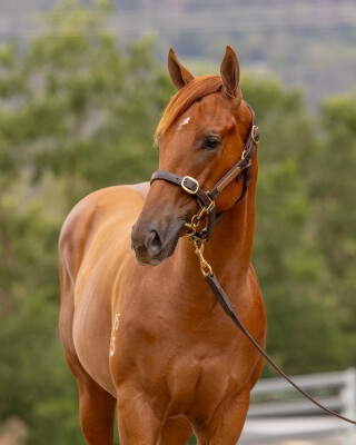 Lot 112: Graff / Childhood (USA)