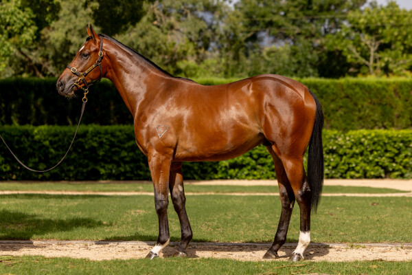 Lot 91: I Am Invincible / California Rogusta