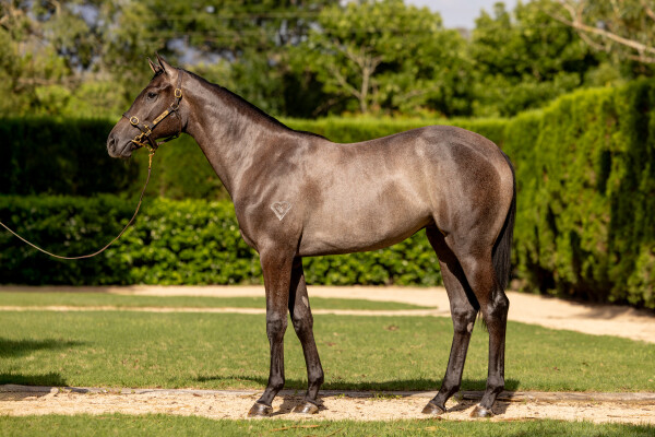 Lot 145: Ole Kirk / De Chorus Line