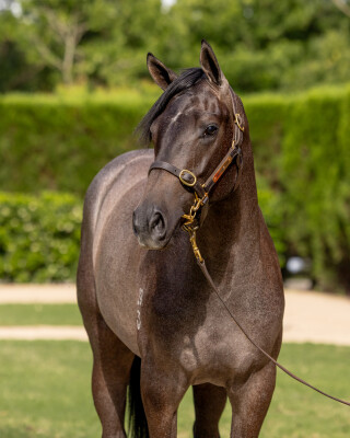 Lot 145: Ole Kirk / De Chorus Line