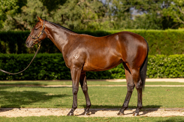 Lot 436: Hellbent / Miss Shanti