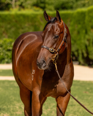 Lot 436: Hellbent / Miss Shanti