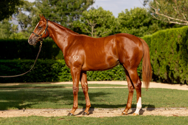 Lot 505: Farnan / Overjoyed (NZ)