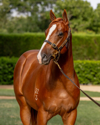 Lot 505: Farnan / Overjoyed (NZ)