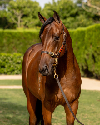 Lot 527: Pierro / Pixel Perfect