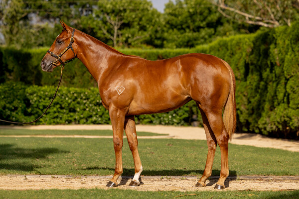 Lot 574: Home Affairs / Red Hearts