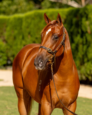 Lot 574: Home Affairs / Red Hearts