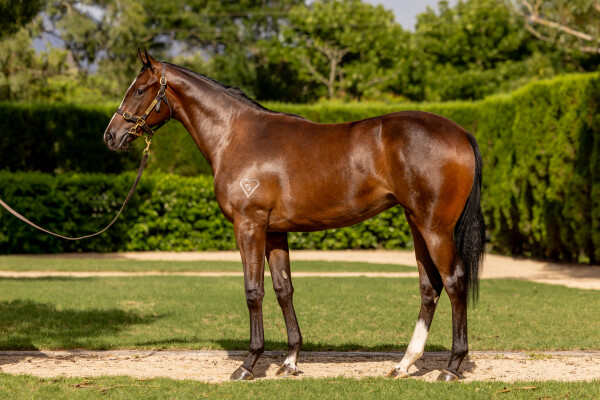 Lot 737: Maurice (JPN) / Toryjoy