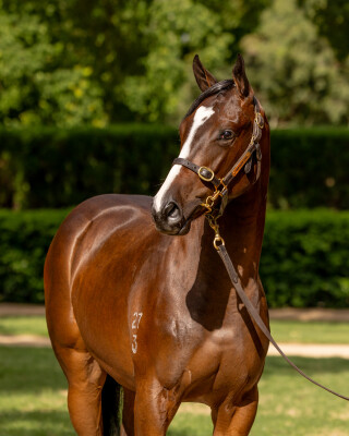 Lot 737: Maurice (JPN) / Toryjoy