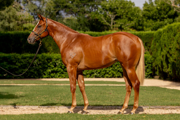 Lot 780: Russian Revolution / Willowheart