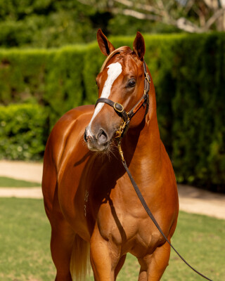 Lot 780: Russian Revolution / Willowheart