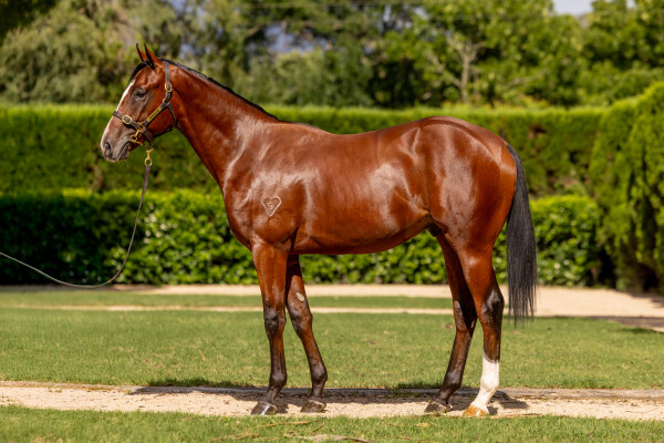 Lot 790: Zousain / Written Doubt