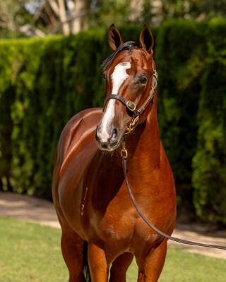 Lot 790: Zousain / Written Doubt