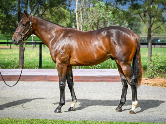 Lot 23: Tassort / Ancient Alpha