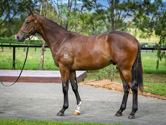 Lot 53: Wild Ruler / Beatniks