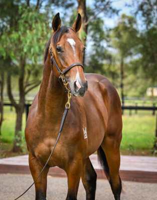 Lot 53: Wild Ruler / Beatniks