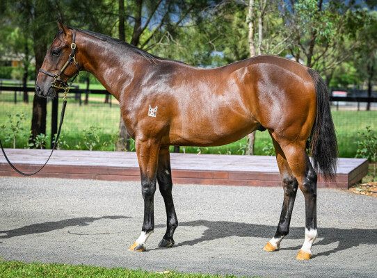 Lot 104: Cosmic Force / Celeritas