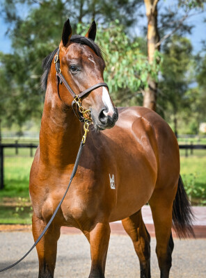 Lot 104: Cosmic Force / Celeritas