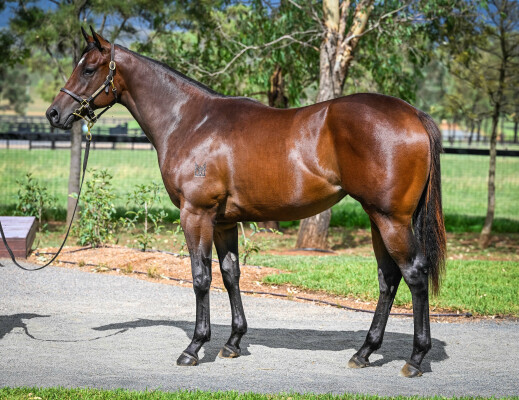 Lot 173: Time to Reign / Dowager Girl (NZ)
