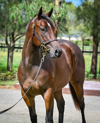 Lot 173: Time to Reign / Dowager Girl (NZ)