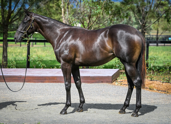 Lot 298: Tassort / Honey Flower