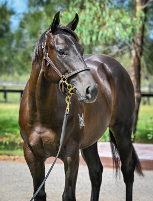 Lot 298: Tassort / Honey Flower