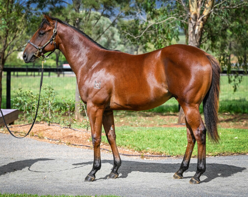 Lot 336: Time to Reign / Jasminka (NZ)