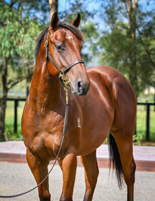 Lot 336: Time to Reign / Jasminka (NZ)